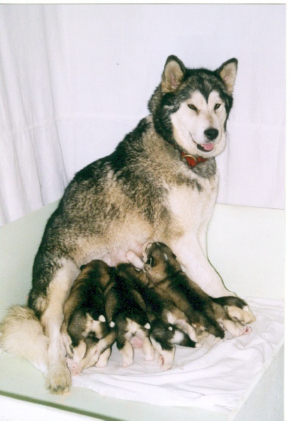 Yeiratof Of keema's wolf pak