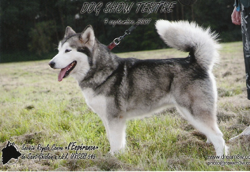 Dynasty new du val des Hurlus