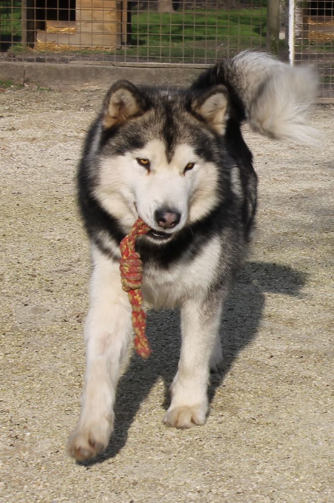 Mon chien du val des Hurlus